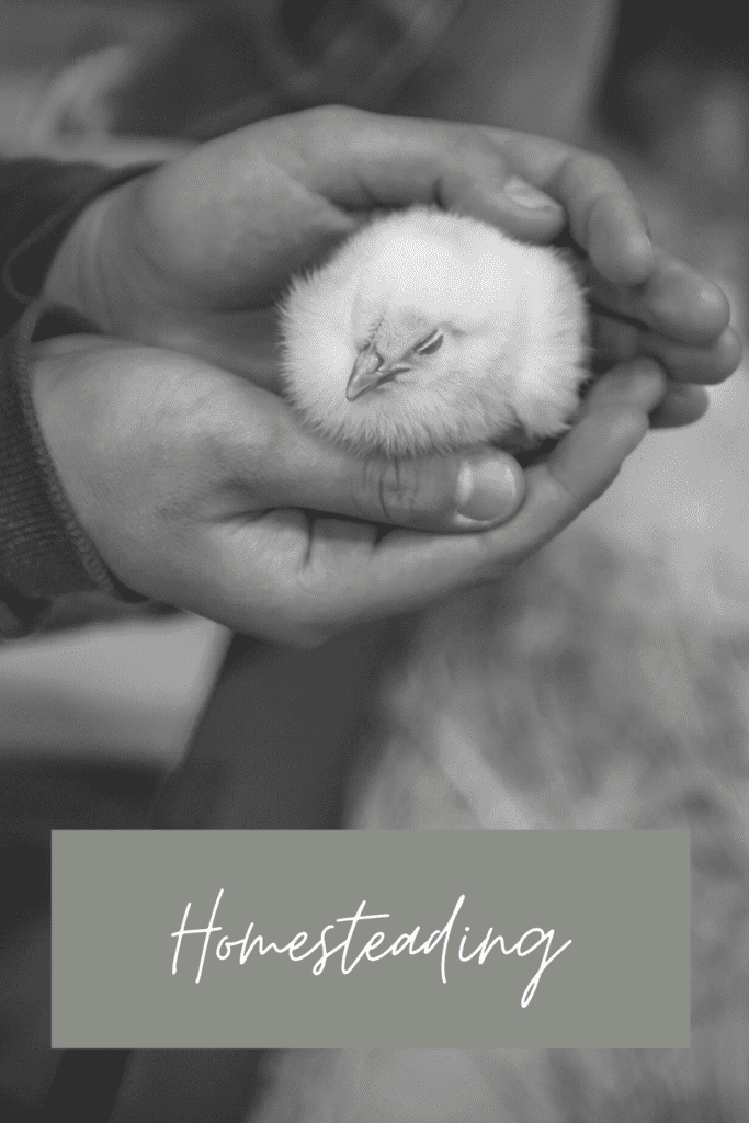 child holds a baby chick. The word says homesteading.