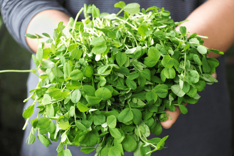 fresh homegrown microgreens